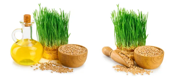 stock image Wheat green sprouts, wheat seeds in the wooden bowl and wheat germ oil isolated on white background.