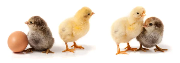 Twee Schattige Kleine Kip Met Geïsoleerd Witte Achtergrond — Stockfoto