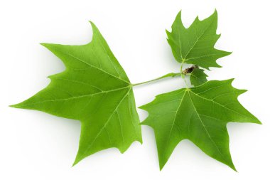 Platanus ağacı, çınar izinleri beyaz arka planda izole edilmiş. Üst Manzara. Düz yatıyordu,