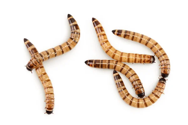 Gusanos Larvas Zophobas Aisladas Sobre Fondo Blanco Comida Para Animales —  Fotos de Stock