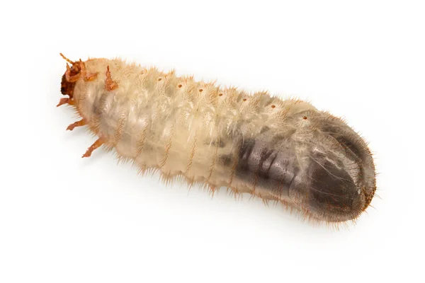 Larva Může Brouka Izolované Bílém Pozadí Larva Kohouta — Stock fotografie