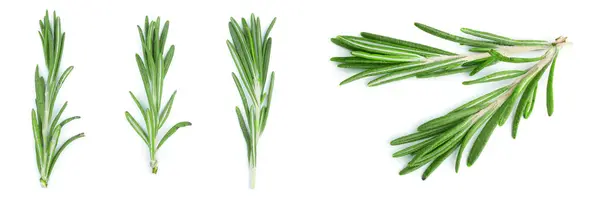 Fresh Green Sprig Rosemary Isolated White Background Top View Flat — Stock Photo, Image