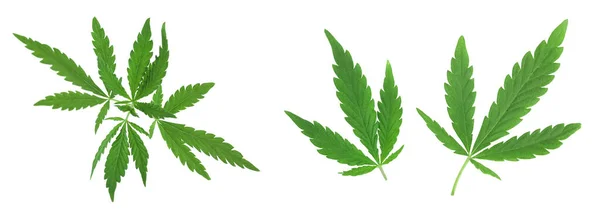 Marihuána Levél Zöld Kannabisz Levél Elszigetelt Fehér Background — Stock Fotó