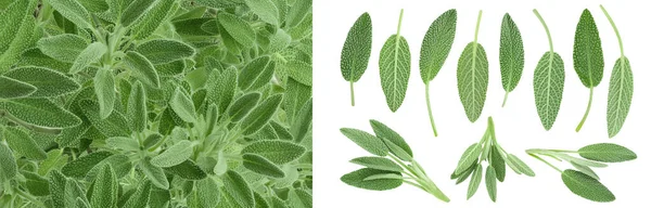 Fresh Sage Herb Isolated White Background Full Depth Field Top — Stockfoto