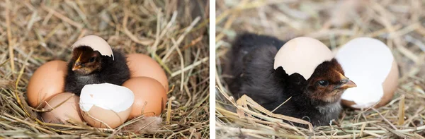 Κοτόπουλο Μωρό Σπασμένα Εκρού Και Αυγά Αχυρένια Φωλιά Του — Φωτογραφία Αρχείου
