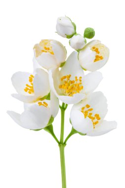 Yasemin çiçekleri beyaz arka planda izole edilmiş, geniş bir alana yayılmış..