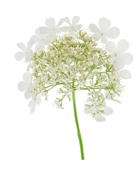 stock image Viburnum flower isolated on a white background.