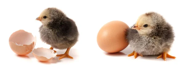壊れた卵の白い背景で隔離のかわいい小さな鶏 — ストック写真