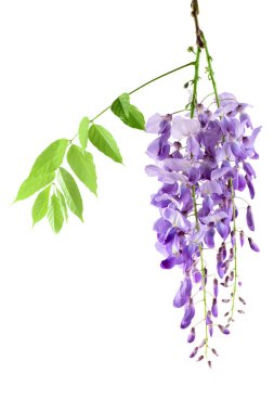 Wisteria flowers isolated on white background with full depth of field. clipart