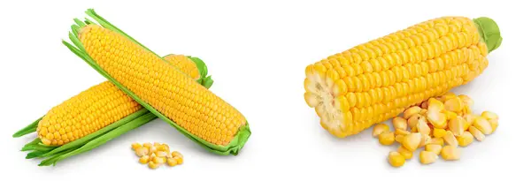 Ухо Кукурузы Изолированы Белом Фоне Полной Глубиной Резкости — стоковое фото