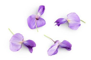 Wisteria çiçekleri beyaz arka planda izole edilmiş, geniş bir alana yayılmış. Üst Manzara. Düz yatıyordu.