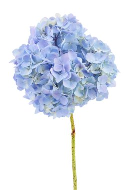 Beyaz arka plan üzerinde izole mavi ortanca çiçek.