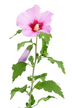 Beyaz arkaplanda izole edilmiş pembe amber çiçeği.