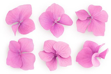 Pembe ortanca çiçeği beyaz arka planda izole edilmiş. Üst Manzara. Düz yatıyordu.