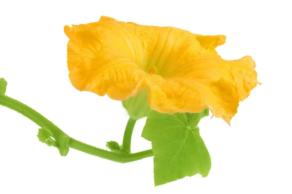 Żółty Kwiat Dyni Lub Cukinii Izolowany Białym Tle — Zdjęcie stockowe