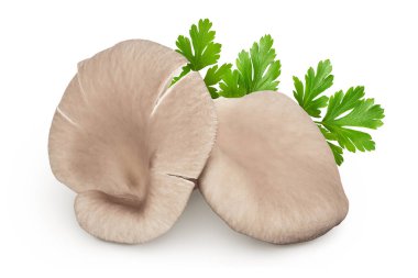 Maydanozlu istiridye mantarları beyaz arka planda tam derinlikte izole edilmiş..