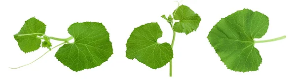 Melonenblatt Isoliert Auf Weißem Hintergrund Mit Voller Schärfentiefe — Stockfoto