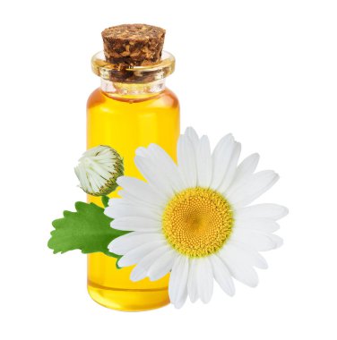 Beyaz arka planda özgün yağ ve taze papatya çiçekleri bulunan şişe..