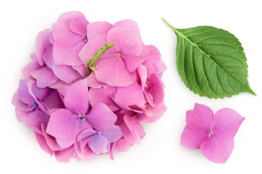 Pembe ortanca çiçeği beyaz arka planda izole edilmiş. Üst Manzara. Düz yatıyordu.