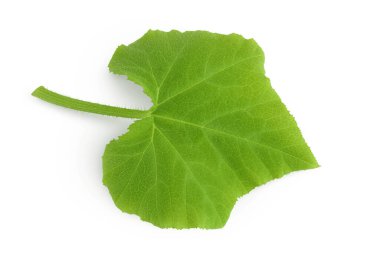 Beyaz arka plan üzerinde izole kabak yaprak yeşil.