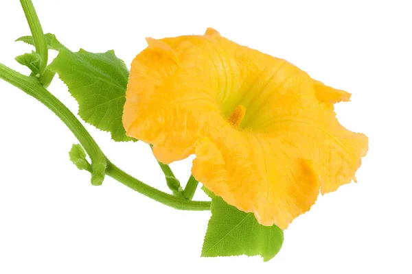 Желтая Тыква Кабачки Цветок Изолирован Белом Фоне — стоковое фото