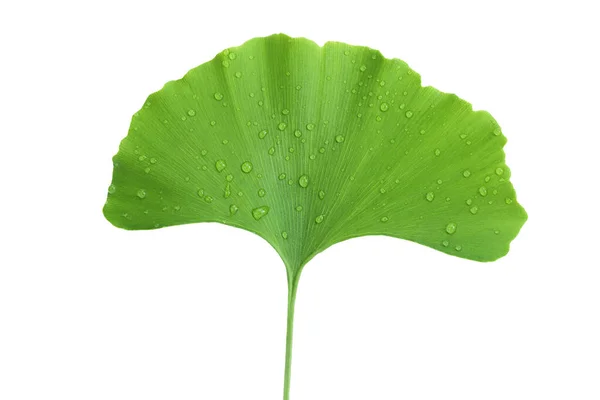 Green Ginkgo Biloba Leaves Water Drop Isolated White Background Top — Stock Photo, Image
