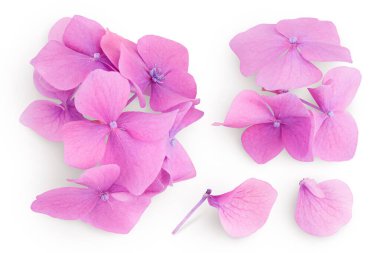 Pembe ortanca çiçeği beyaz arka planda izole edilmiş. Üst Manzara. Düz yatıyordu.