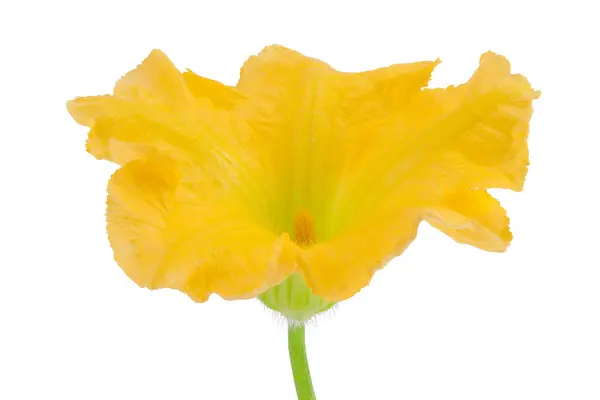 白い背景に隔離された黄色いカボチャまたはズッキーニの花 — ストック写真
