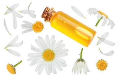 Beyaz arka planda özgün yağ ve taze papatya çiçekleri bulunan şişe. Üst Manzara. Düz yatıyordu