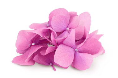 Beyaz arka plan üzerinde izole pembe ortanca çiçek.