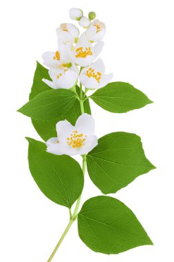 Yasemin çiçekleri beyaz arka planda izole edilmiş, geniş bir alana yayılmış..