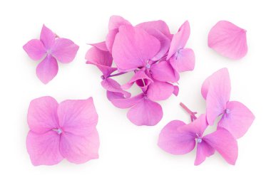 Pembe ortanca çiçeği beyaz arka planda izole edilmiş. Üst Manzara. Düz yatıyordu.