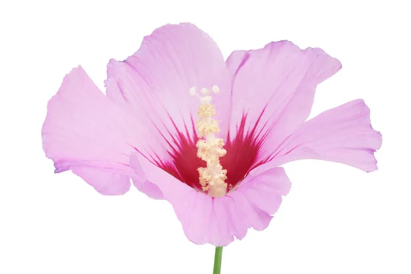 Fiore Ibisco Rosa Isolato Sfondo Bianco — Foto Stock