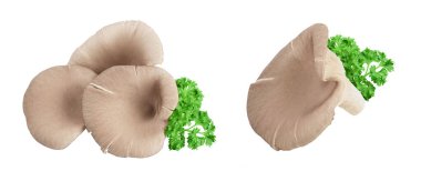 İstiridye mantarları beyaz arka planda tam derinlikte izole edilmiş..