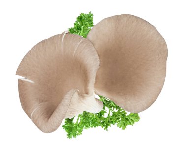 Beyaz arka planda izole edilmiş istiridye mantarları geniş bir alana yayılmış. Üst Manzara. Düz yatıyordu.