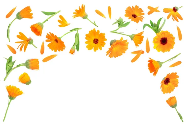 金盏花 在白色背景上与叶子隔绝的万寿菊花与文本的复制空间 顶部视图 平躺模式 图库图片