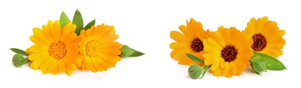 stock image Calendula. Marigold flower with leaf isolated on white background.