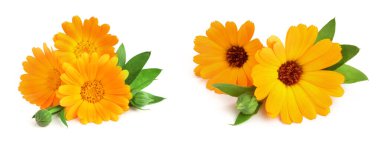 Calendula. Beyaz arkaplanda yaprağı olan kadife çiçeği.