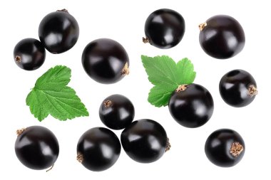 beyaz arka plan üzerinde izole lef ile siyah frenk üzümü. Üst te. Düz döşeme deseni. Metniniz için alan.