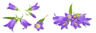 Campanula çiçeği beyaz arka planda izole edilmiş. Üst Manzara. Düz yatıyordu.