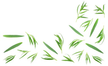 metin için kopya alanı ile beyaz bir arka planda izole Taron veya Estragon. Artemisia dracunculus. Üst görünüm. Düz yatma.