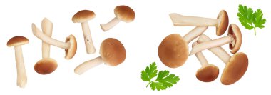 honey fungus mushrooms isolated on white background . Top view. Flat lay