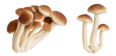 honey fungus mushrooms isolated on white background with full depth of field.