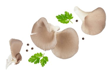 Beyaz arka planda izole edilmiş istiridye mantarları geniş bir alana yayılmış. Üst Manzara. Düz yatıyordu.