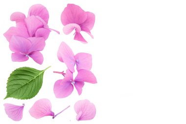 Pembe ortanca çiçeği beyaz arka planda izole edilmiş. Metnin için kopyalama alanı olan üst görünüm. Düz yatıyordu.