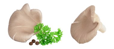 İstiridye mantarları beyaz arka planda tam derinlikte izole edilmiş..