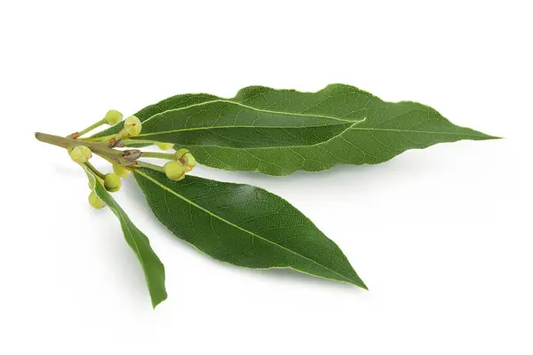 Fresh Laurel leaves isolated on white background. Green bay leaf.