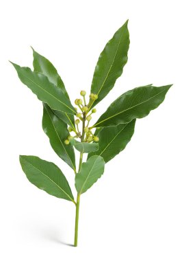Taze Laurel yaprakları beyaz arka planda izole. Yeşil defne yaprağı.