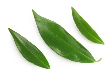 Citrus yaprakları beyaz arkaplanda yalıtılmış,