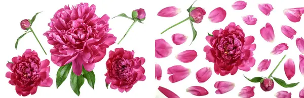 Beyaz arka planda izole edilmiş pembe şakayık çiçeği. Yakın plan..